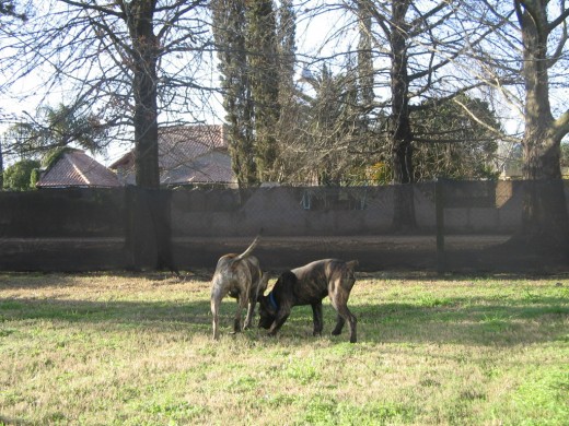 Zack y taco jugando como siempre en la quinta... son mi vida los amo